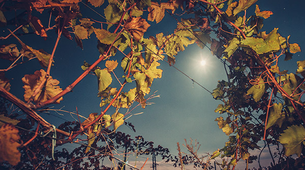 ビオロジックとビオディナミ、ナチュールの違いとは？自然派ワイン3つのキーワードを解説